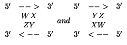 $\begin{array}{ccc}
5' & --> & 3' \\
& WX \\
& ZY \\
3' & <-- & 5'
\end{...
...in{array}{ccc}
5'& -->& 3' \\
& YZ \\
& XW \\
3' & <-- & 5'
\end{array}$